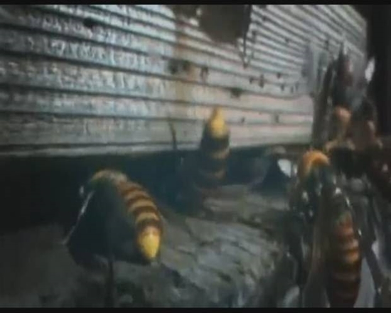 Foto - Japon eşek arılarından korkunç katliam!