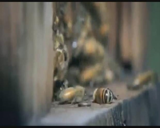 Foto - Japon eşek arılarından korkunç katliam!