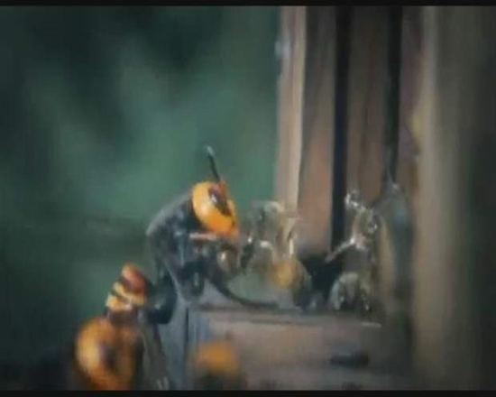 Foto - Japon eşek arılarından korkunç katliam!