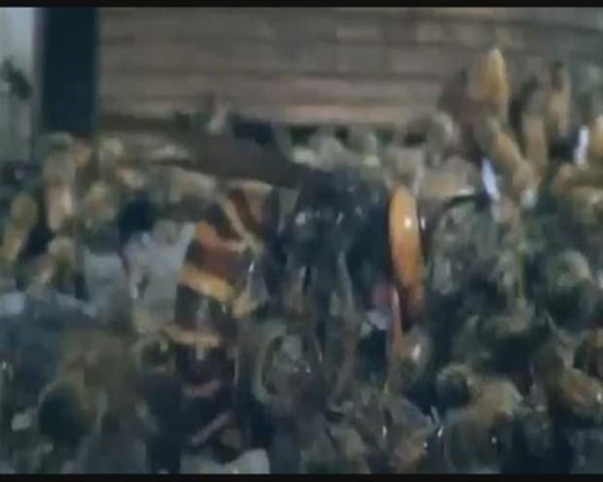 Foto - Japon eşek arılarından korkunç katliam!