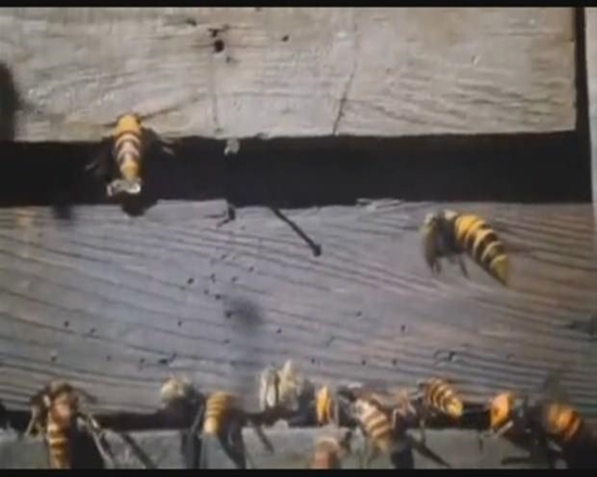 Foto - Japon eşek arılarından korkunç katliam!