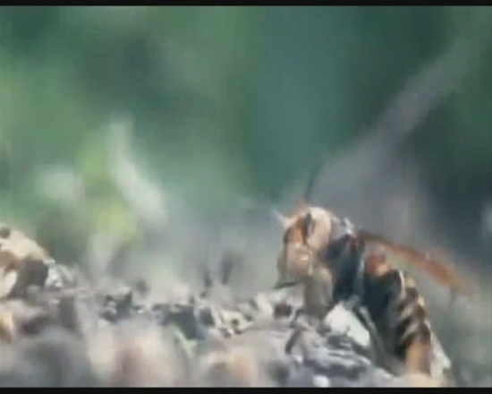 Foto - Japon eşek arılarından korkunç katliam!