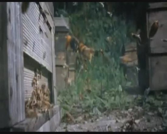 Foto - Japon eşek arılarından korkunç katliam!