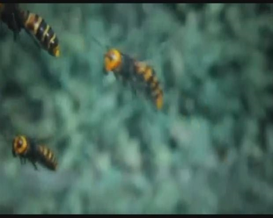 Foto - Japon eşek arılarından korkunç katliam!