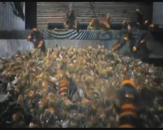 Foto - Japon eşek arılarından korkunç katliam!