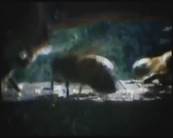 Foto - Japon eşek arılarından korkunç katliam!