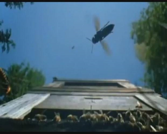 Foto - Japon eşek arılarından korkunç katliam!