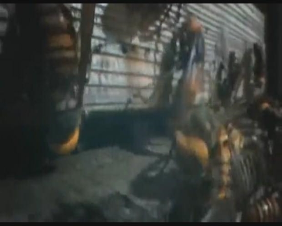 Foto - Japon eşek arılarından korkunç katliam!