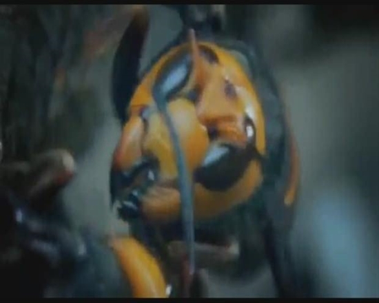 Foto - Japon eşek arılarından korkunç katliam!