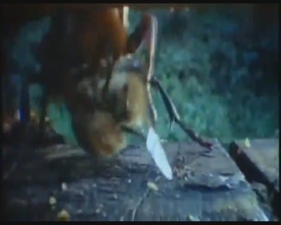 Foto - Japon eşek arılarından korkunç katliam!