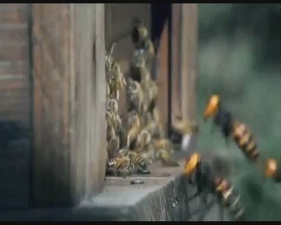 Foto - Japon eşek arılarından korkunç katliam!