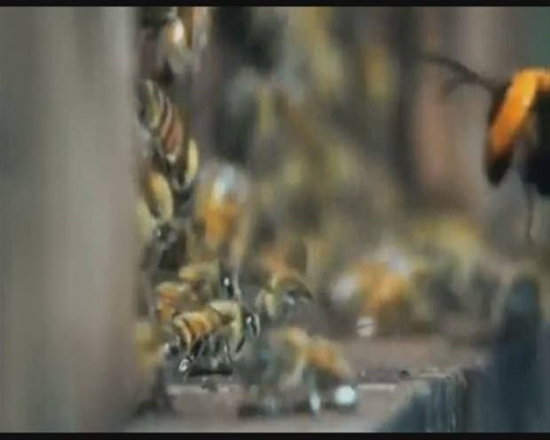 Foto - Japon eşek arılarından korkunç katliam!