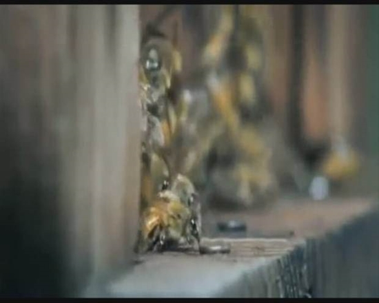 Foto - Japon eşek arılarından korkunç katliam!