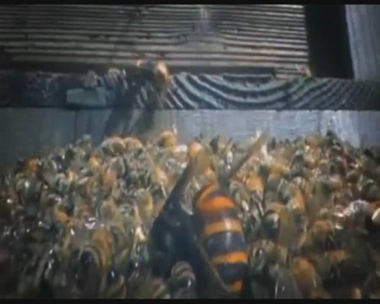 Foto - Japon eşek arılarından korkunç katliam!