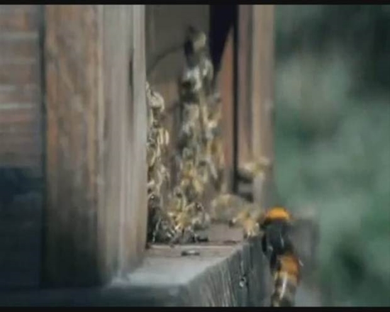 Foto - Japon eşek arılarından korkunç katliam!