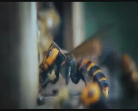 Foto - Japon eşek arılarından korkunç katliam!