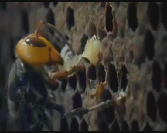 Foto - Japon eşek arılarından korkunç katliam!