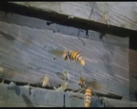 Foto - Japon eşek arılarından korkunç katliam!