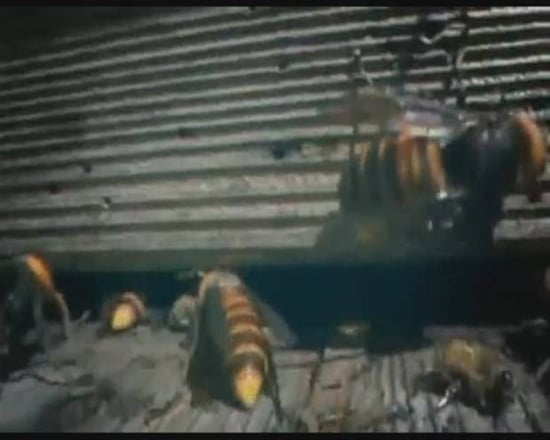 Foto - Japon eşek arılarından korkunç katliam!