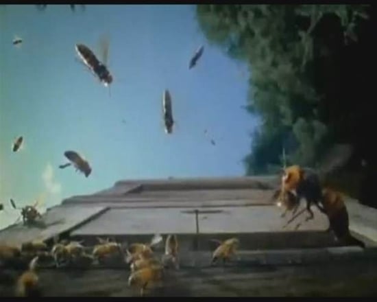 Foto - Japon eşek arılarından korkunç katliam!