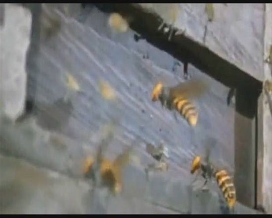 Foto - Japon eşek arılarından korkunç katliam!