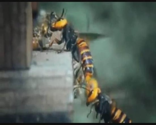 Foto - Japon eşek arılarından korkunç katliam!