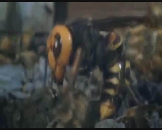 Foto - Japon eşek arılarından korkunç katliam!