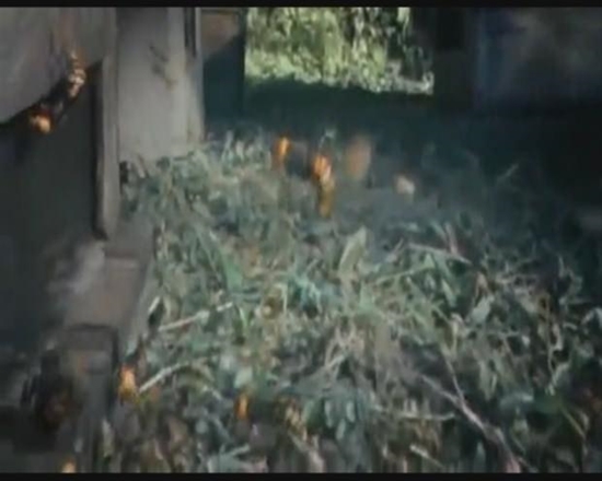 Foto - Japon eşek arılarından korkunç katliam!