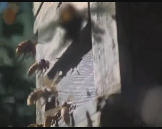 Foto - Japon eşek arılarından korkunç katliam!