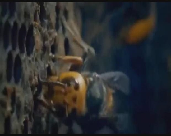 Foto - Japon eşek arılarından korkunç katliam!