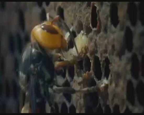 Foto - Japon eşek arılarından korkunç katliam!