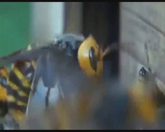 Foto - Japon eşek arılarından korkunç katliam!