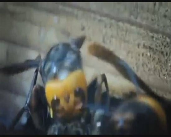 Foto - Japon eşek arılarından korkunç katliam!