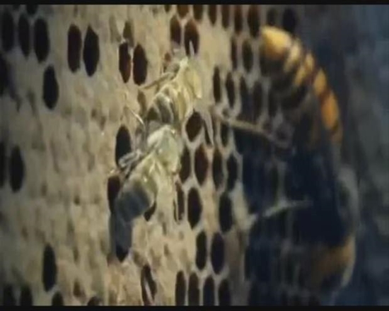 Foto - Japon eşek arılarından korkunç katliam!