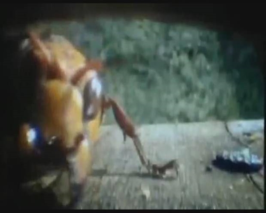 Foto - Japon eşek arılarından korkunç katliam!