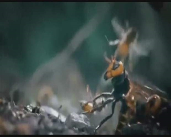 Foto - Japon eşek arılarından korkunç katliam!