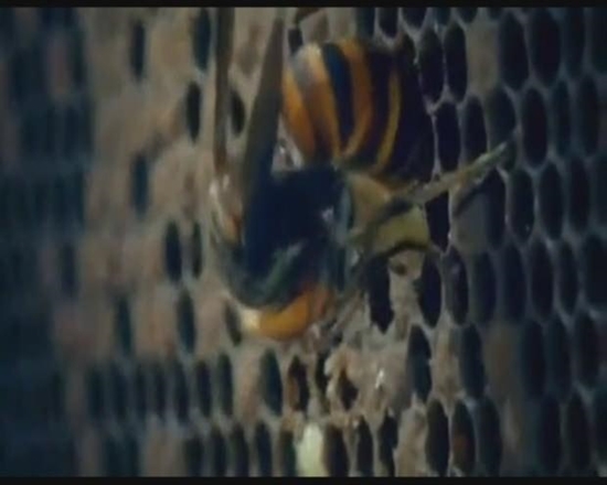 Foto - Japon eşek arılarından korkunç katliam!