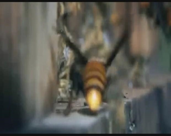 Foto - Japon eşek arılarından korkunç katliam!