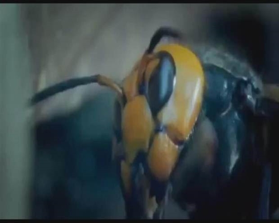 Foto - Japon eşek arılarından korkunç katliam!