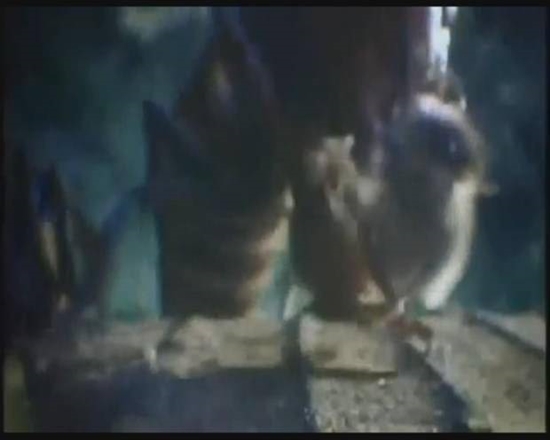 Foto - Japon eşek arılarından korkunç katliam!