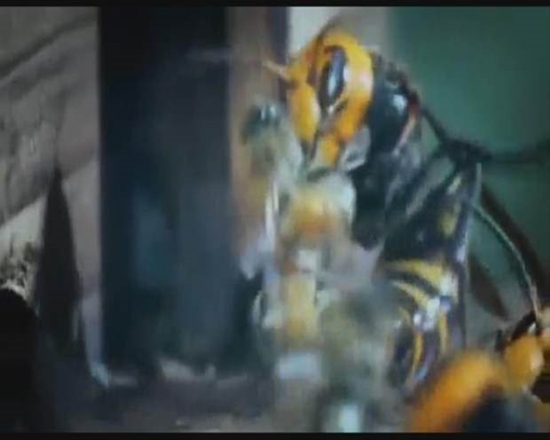 Foto - Japon eşek arılarından korkunç katliam!