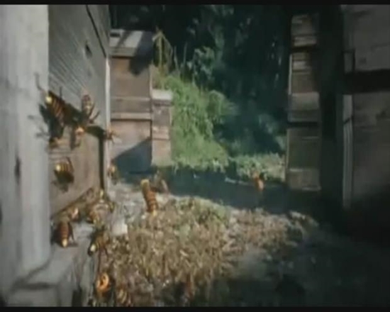 Foto - Japon eşek arılarından korkunç katliam!