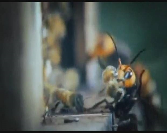 Foto - Japon eşek arılarından korkunç katliam!