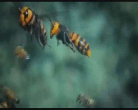 Foto - Japon eşek arılarından korkunç katliam!