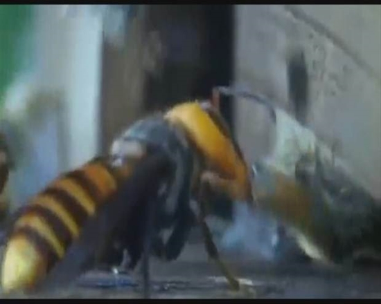 Foto - Japon eşek arılarından korkunç katliam!