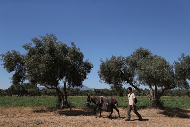 Foto - Japon turist, eşekle Türkiye'yi gezdi