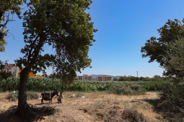 Foto - Japon turist, eşekle Türkiye'yi gezdi