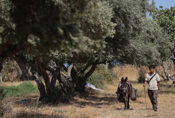 Foto - Japon turist, eşekle Türkiye'yi gezdi