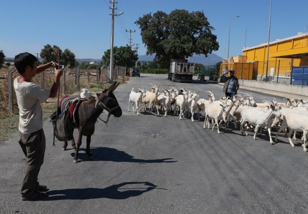 Foto - Japon turist, eşekle Türkiye'yi gezdi