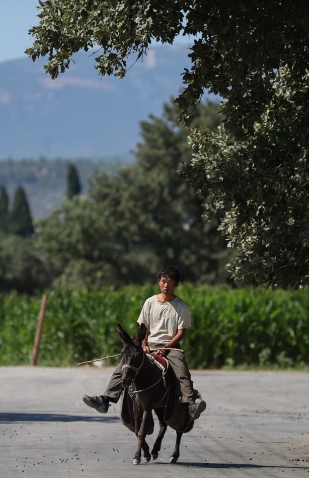 Foto - Japon turist, eşekle Türkiye'yi gezdi